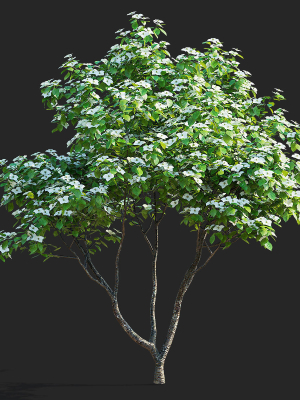 cornus-kousa-tree-3d-model-641cfbe4bb