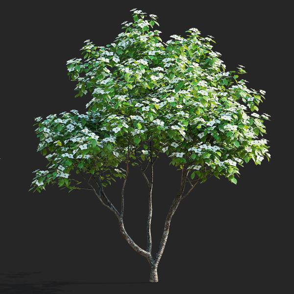 Cornus kousa tree