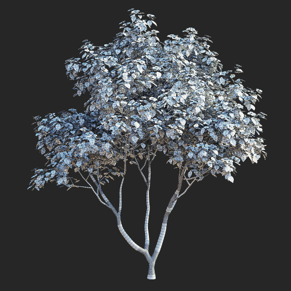Cornus kousa tree