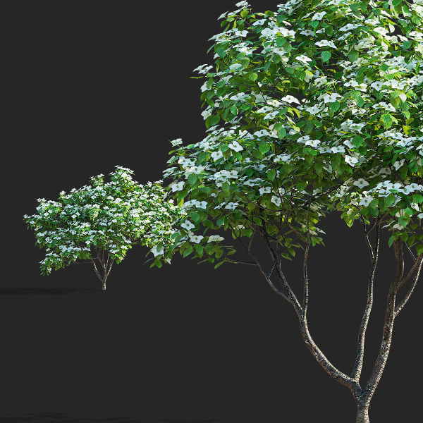 Cornus kousa tree