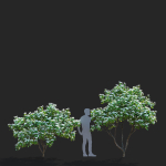 Cornus kousa tree