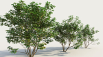 Cornus sanguinea a