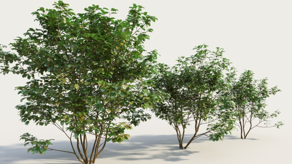 Cornus sanguinea a