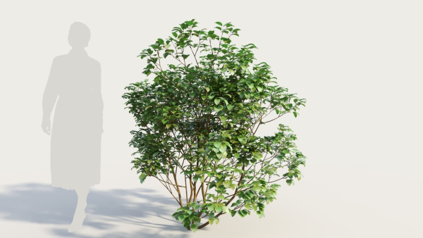 Cornus sanguinea a