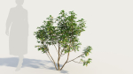 Cornus sanguinea a