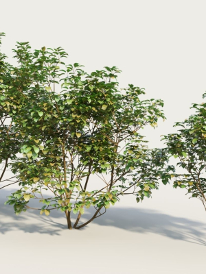cornus-sanguinea-a-3d-model-98b0067041