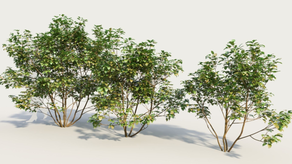 Cornus sanguinea a