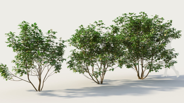 Cornus sanguinea a
