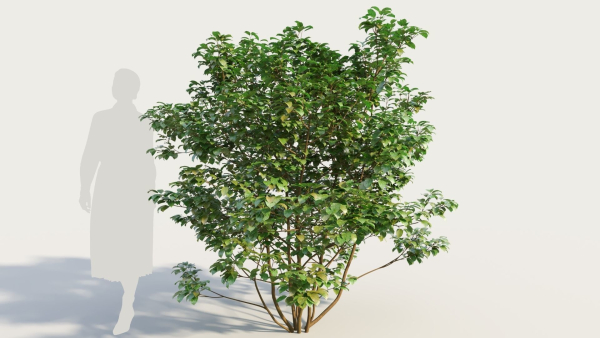 Cornus sanguinea a