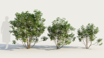Cornus sanguinea a