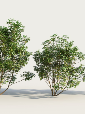 Cornus sanguinea a