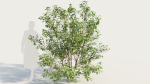 Cornus sanguinea b