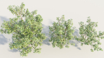 Cornus sanguinea b