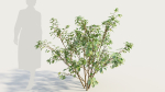 Cornus sanguinea b