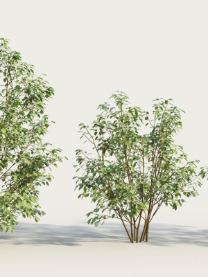 Cornus sanguinea b