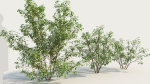 Cornus sanguinea b