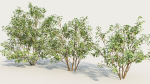 Cornus sanguinea b