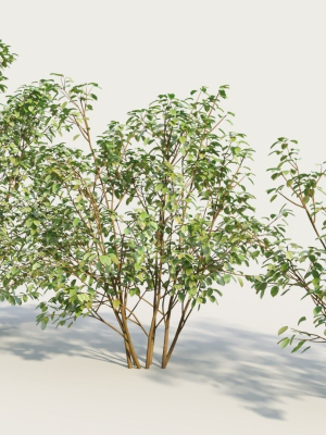 cornus-sanguinea-b-3d-model-a73808eaa5