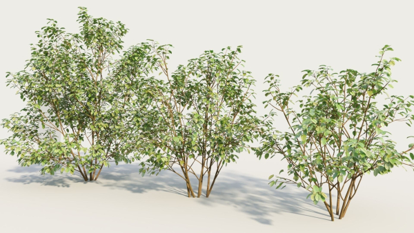 Cornus sanguinea b