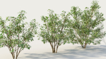 Cornus sanguinea b