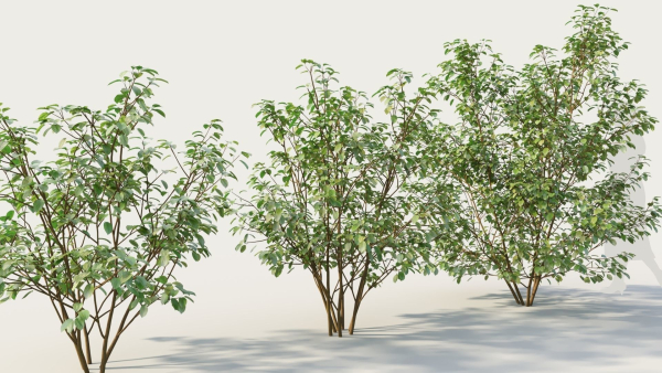 Cornus sanguinea b