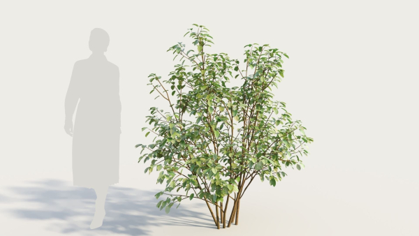 Cornus sanguinea b