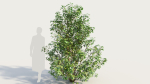 Cornus sanguinea c