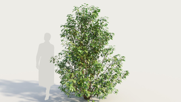 Cornus sanguinea c