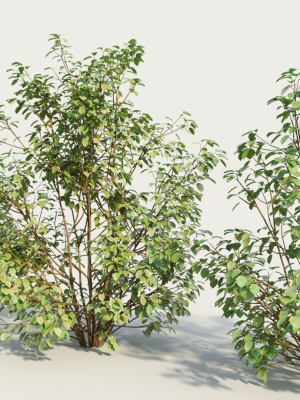 cornus-sanguinea-c-3d-model-3a01bb4c89