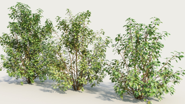 Cornus sanguinea c
