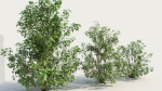 Cornus sanguinea c