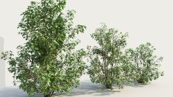 Cornus sanguinea c