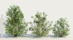 Cornus sanguinea c