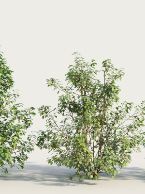 Cornus sanguinea c