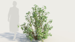 Cornus sanguinea c