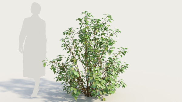 Cornus sanguinea c