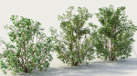 Cornus sanguinea c