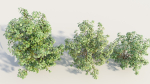 Cornus sanguinea c