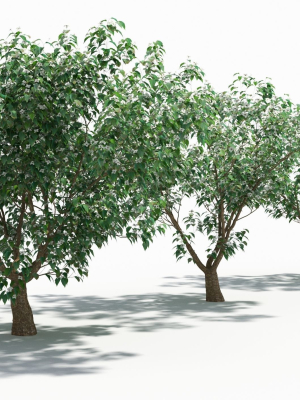 Cornus tree