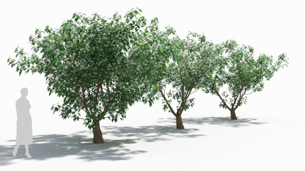 Cornus tree