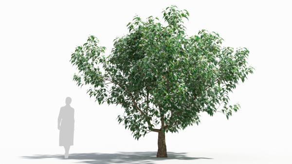 Cornus tree
