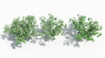 Cornus tree