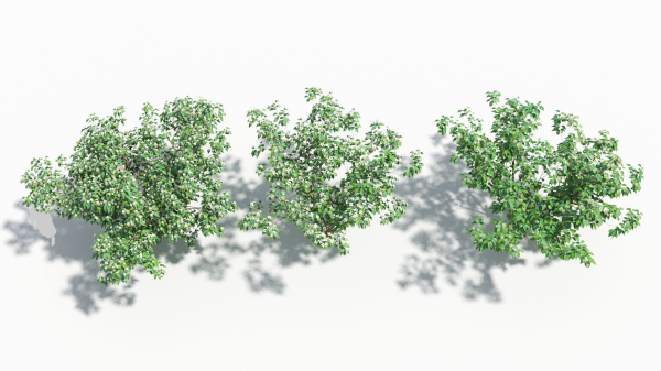 Cornus tree