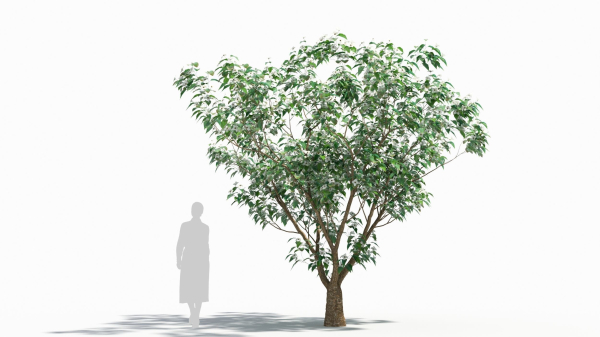 Cornus tree