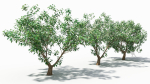 Cornus tree