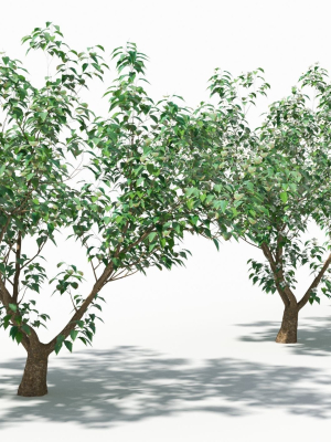 cornus-tree-3d-model-4937adeff6