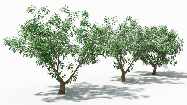 Cornus tree