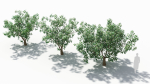 Cornus tree