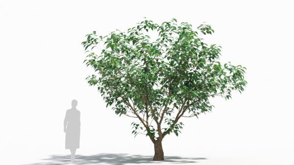 Cornus tree