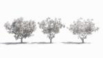 Cornus tree